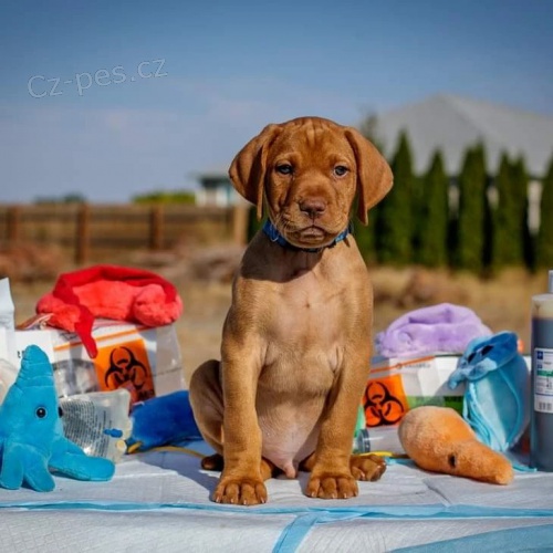 kr�tkosrst� �t��ata ma�arsk�ho vizslase k dopov�n�