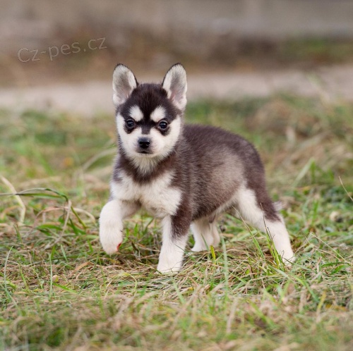 PROD�M �T��ATA ALASKAN KLEE KAI