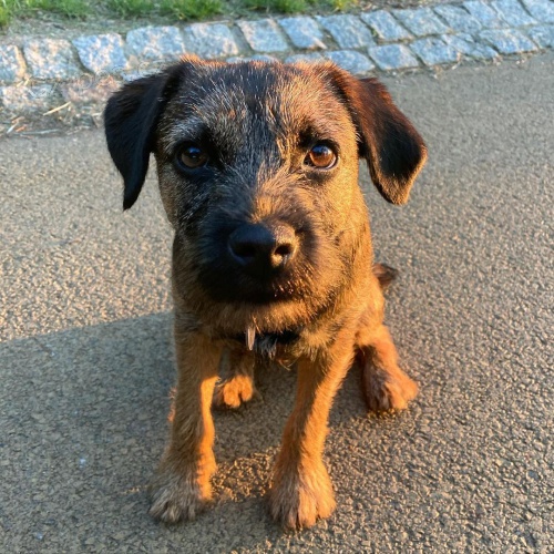 Prod�m �t��ata border teri�ra