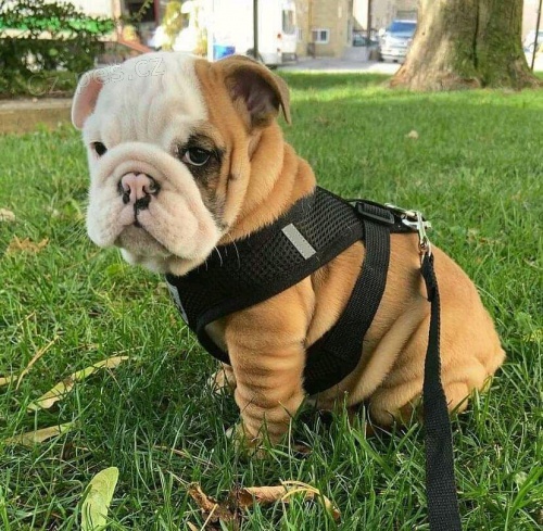 �t��ata anglick�ho buldo�ka