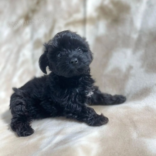 MINI �T���TKO YORKIPOO