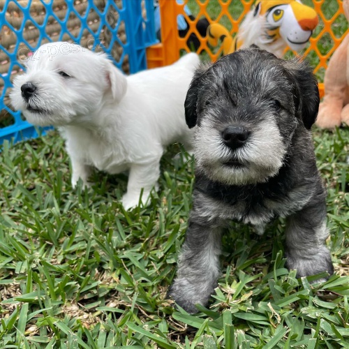 �t��ata mal�ch kn�ra��