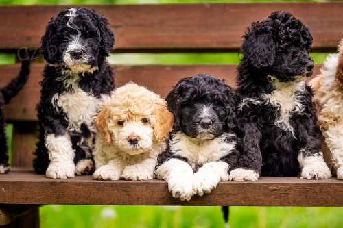 �t��ata portugalsk�ho vodn�ho psa