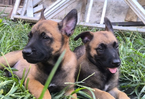 Belgick� ov��k malinois