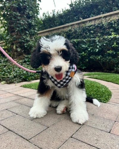 mini �t��ata Bernedoodle.