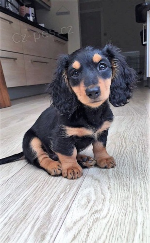 Prod�m dlouhosrst� �t��ata jezev��ka MINI