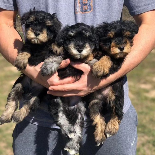 �t��ata mal�ch kn�ra��