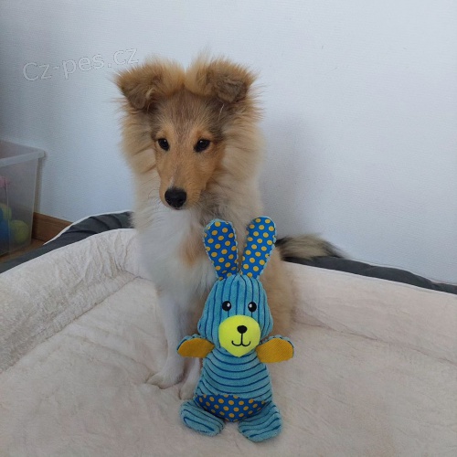 �t��ata shetlandsk�ch ov��k� k adopci