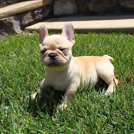 �t��ata francouzsk�ho buldo�ka.