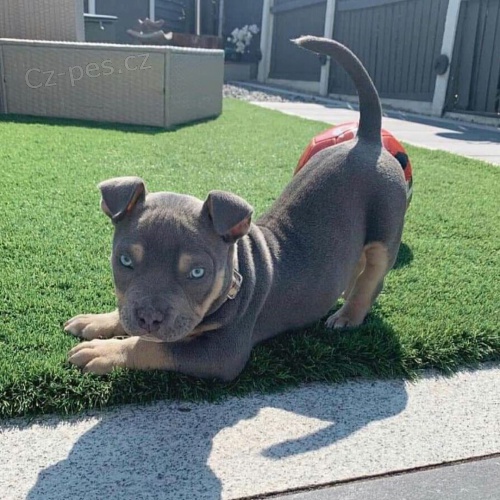 �t��ata americk�ho pitbull teri�ra