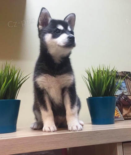 PROD�M �T��ATA ALASKAN KLEE KAI