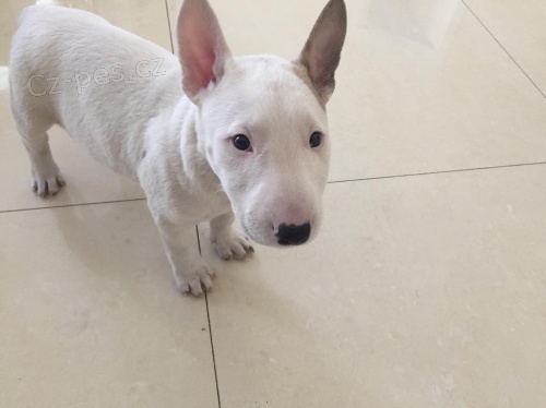 BULLTERI�RA - BULLTERI�RA