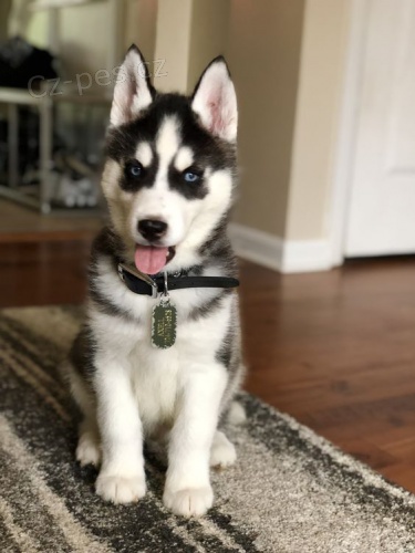 Zdrav� �t��ata sibi�sk�ho huskyho k adopci