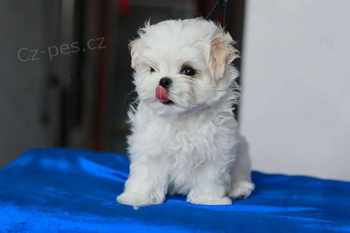 �t��ata malt�z�k�.