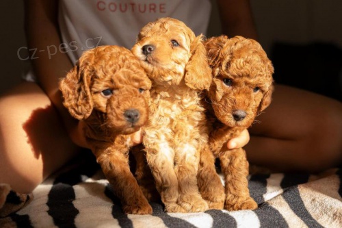 �ERVEN� trpasli�� pudl �t��ata na prodej