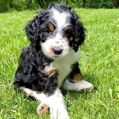 Prod�m zdrav� a o�kovan� mini �t��ata Bernedoodle.
