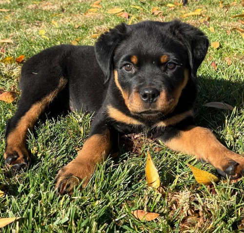 Prod�m roztomil� a kr�sn� miniaturn� �t���tka rotvajlera.