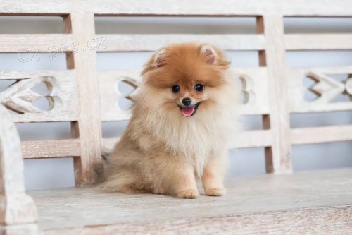 Hygienicky vy�kolen� miniaturn� �t��ata pomeranian� na prodej.