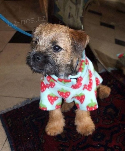 Prod�m �t��ata border teri�ra.