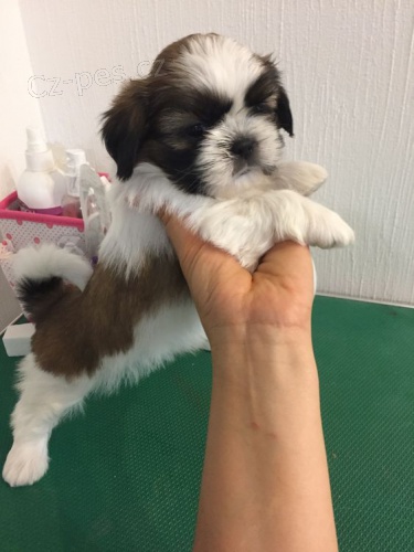 Pred�m hygienicky a soci�lne vy�kolen� �teniatka SHIH TZU