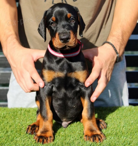 Pred�m �teniatka dobermana.