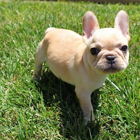 Pred�m ZDRAV� a O�KOVAN� �teniatka franc�zskeho buldo�ka.