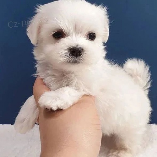 Pred�m vakcinovan� miniat�rne �teniatka maltez�kov.