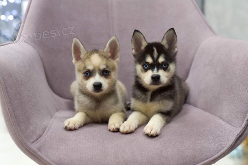 Pred�m �teniatka ALASKAN KLEE KAI
