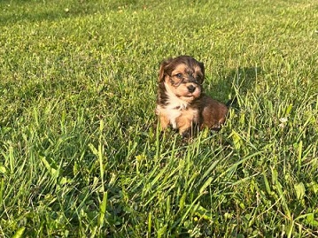 Havansk� ps�k �t���tka s FCI rodokmenem