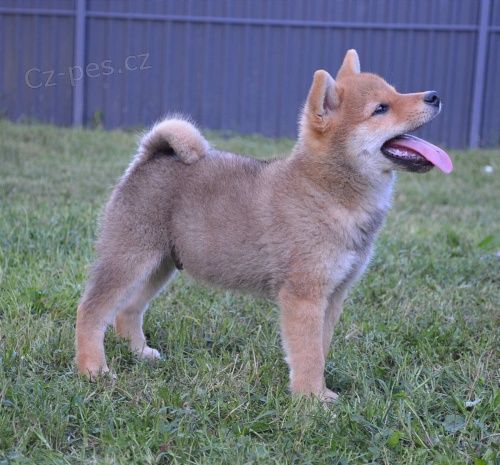 Shiba Inu �t��ata na prodej
