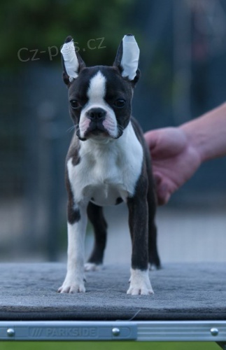 Bostonsk� teri�r �t��ata