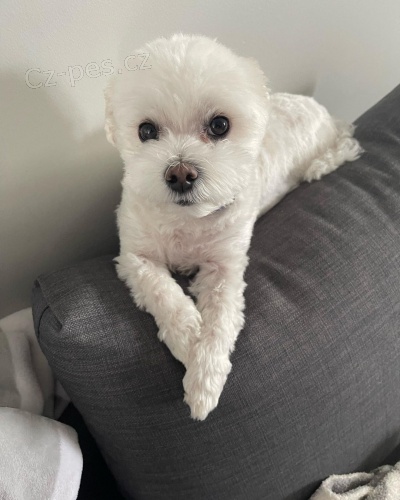 Prod�m zdrav� a o�kovan� �t��ata mini Havamalt.