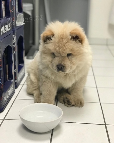 Zdrav� MINI �au �au �t��ata na prodej.