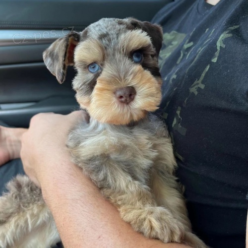 Prod�m ZDRAV�, O�KOVAN� a od�erven� mini �t��ata mal�ch kn�ra�� a mal�ch kn�ra��.