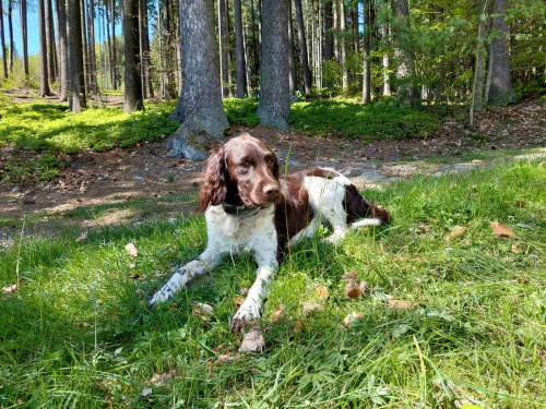 Hled�me psa MMO k nakryt� fenky