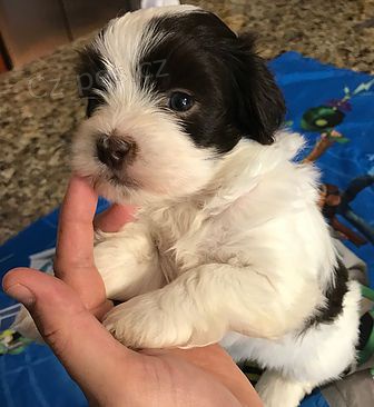 Pred�m rozko�n� a zdrav� �teniatka havanese.