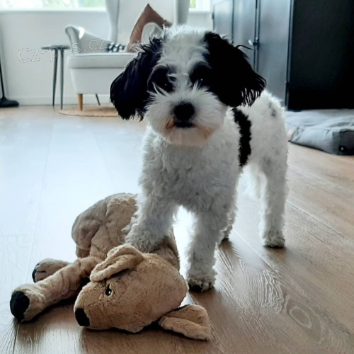 Prod�m zdrav� a o�kovan� �t��ata mini Havamalt.