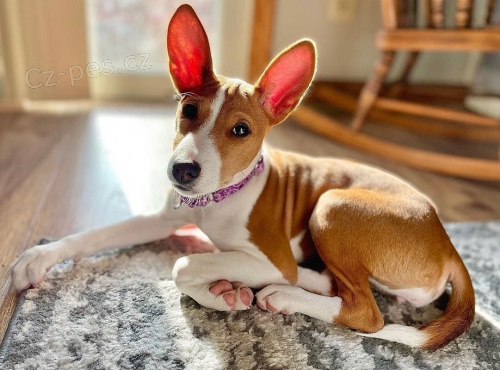 Prod�m kr�sn� o�kovan� a od�erven� �t���tka Basenji
