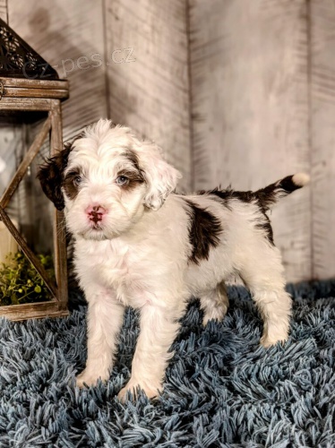 O�kovan� a od�erven� mini �t��ata portugalsk�ho vodn�ho psa k adopci