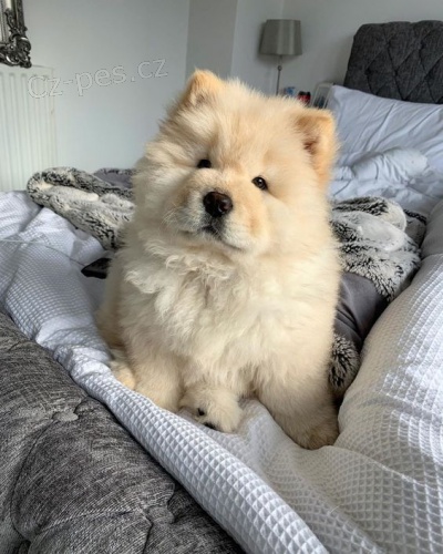 Zdrav� MINI �au �au �t��ata na prodej.