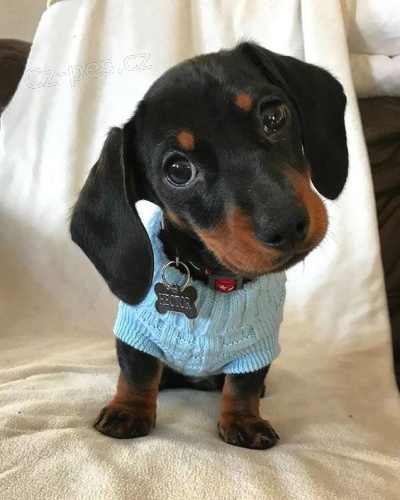 Prod�m trpasli�� �t��ata jezev��ka hladkosrst�ho