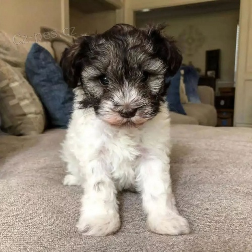 Prod�m ZDRAV�, O�KOVAN� a od�erven� mini �t��ata mal�ch kn�ra�� a mal�ch kn�ra��.