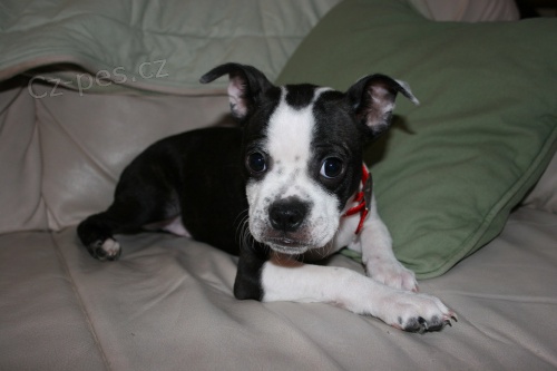 �t��ata bostonsk�ho teri�ra