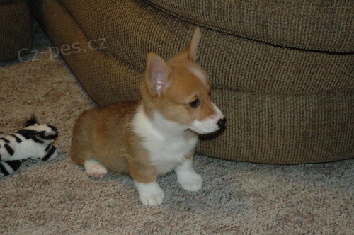 Prod�m �t��ata Pembroke Weksh Corgi.