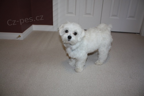 Malt�zsk� �t��ata na prodej