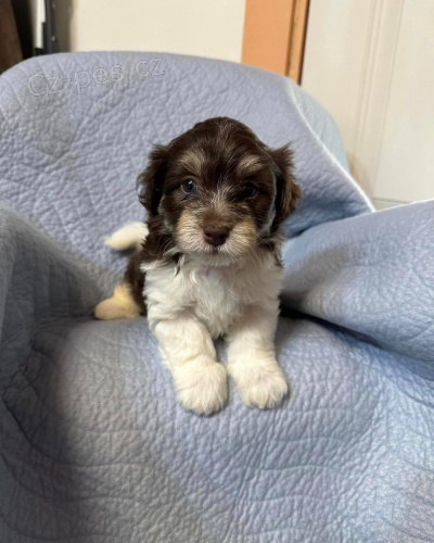 Pred�m rozko�n� a zdrav� �teniatka havanese.