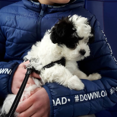 Prod�m zdrav� a o�kovan� �t��ata mini Havamalt.