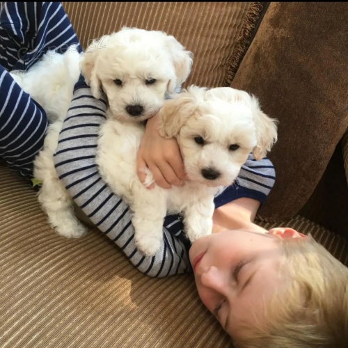 �t��ata bi�onka jsou k dispozici a p�ipravena k prodeji.