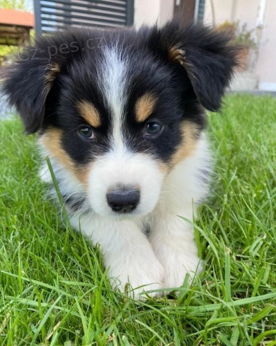 Prod�m roztomil� �t��ata australsk�ho ov��ka