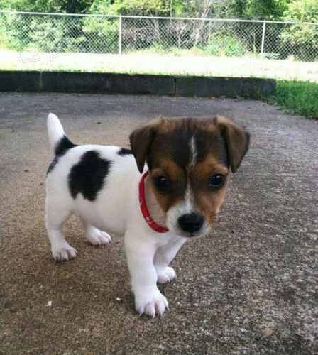 z�skejte k prodeji ��asn� a zdrav� �t��ata jack russell teri�ra.